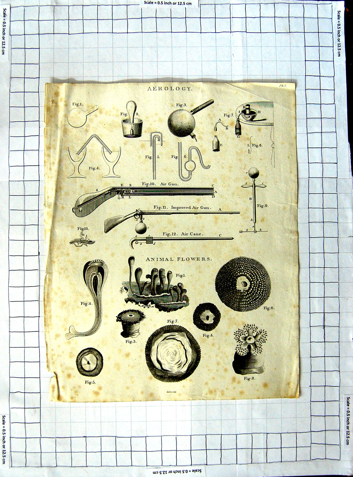 Original Old Antique Print Aerology Air Gun Animal Flowers Nature C1790-C1900