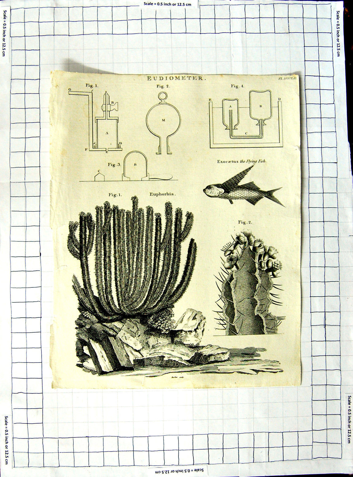 Original Old Antique Print Eudiometer Flying Fish Euphorbia Figures Drawings