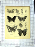Original Old Antique Print Encyclopaedia Britannica Butterflies Jasius Acadina