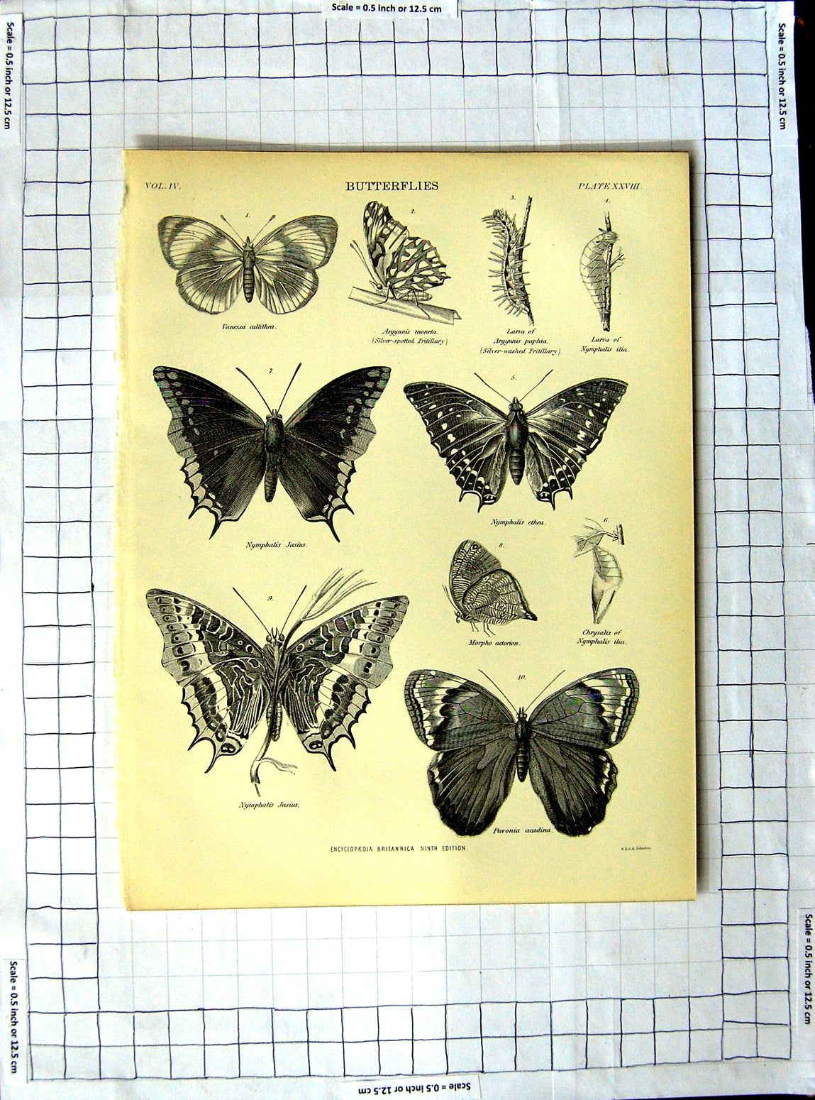 Original Old Antique Print Encyclopaedia Britannica Butterflies Jasius Acadina