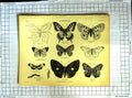Original Old Antique Print Encyclopaedia Britannica Butterflies Machaon Eunice