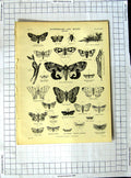 Antique Old Print Ref.363 Encyclopaedia Britannica Butterflies Moths Insects