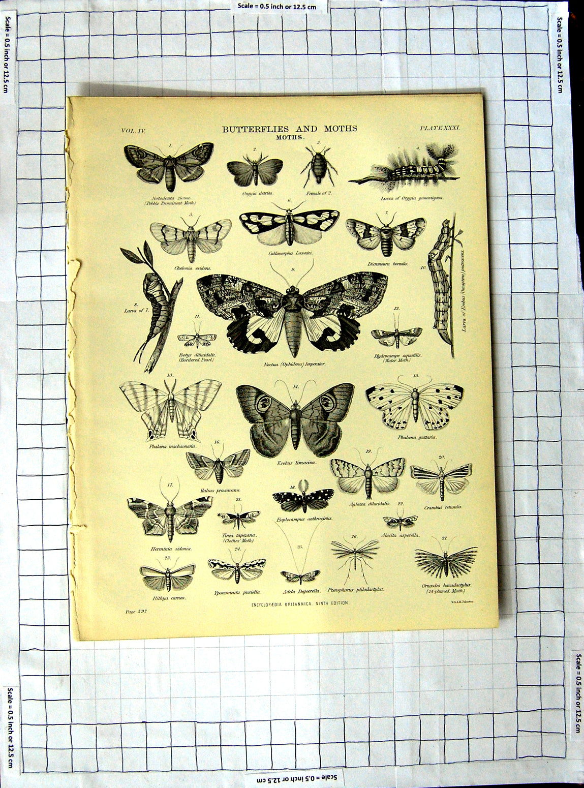 Antique Old Print Ref.363 Encyclopaedia Britannica Butterflies Moths Insects