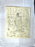 Original Old Antique Print Encyclopaedia Britannica Drawings Human Body Parts