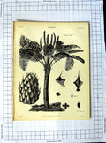 Original Old Antique Print Encyclopaedia Britannica Botany Cuckow Pint Plants