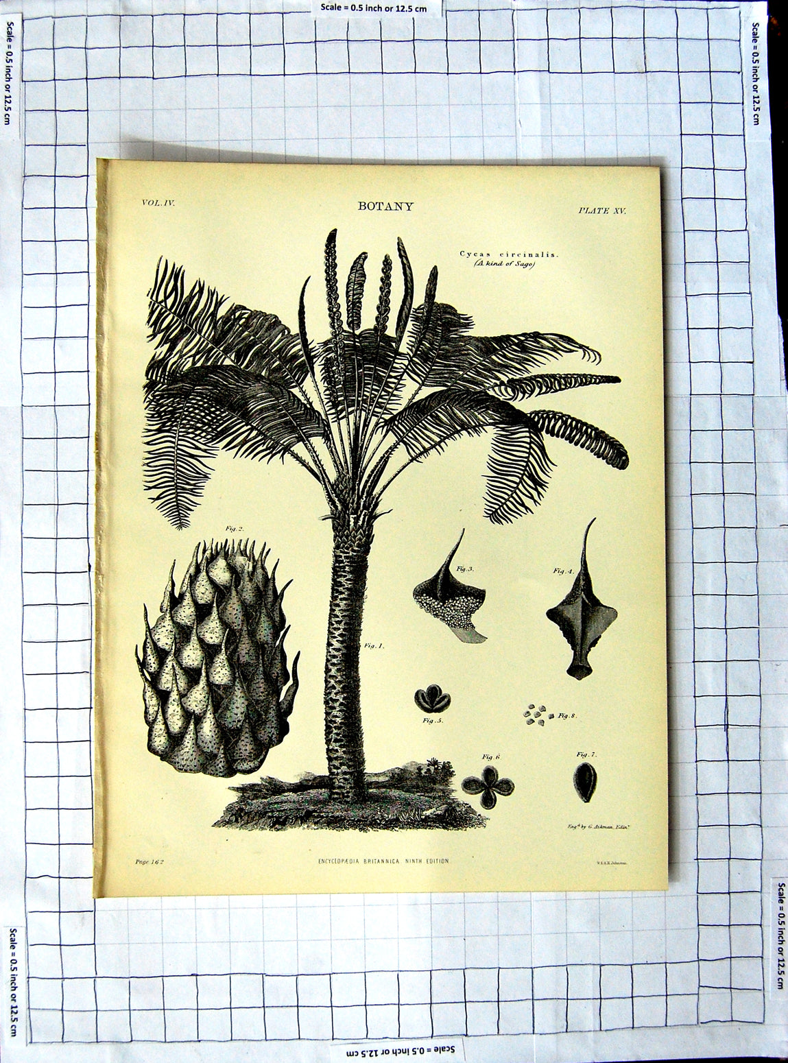 Original Old Antique Print Encyclopaedia Britannica Botany Cuckow Pint Plants