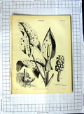 Old Antique Print Encyclopaedia Britannica Botany Bread-Fruit Tree Plants