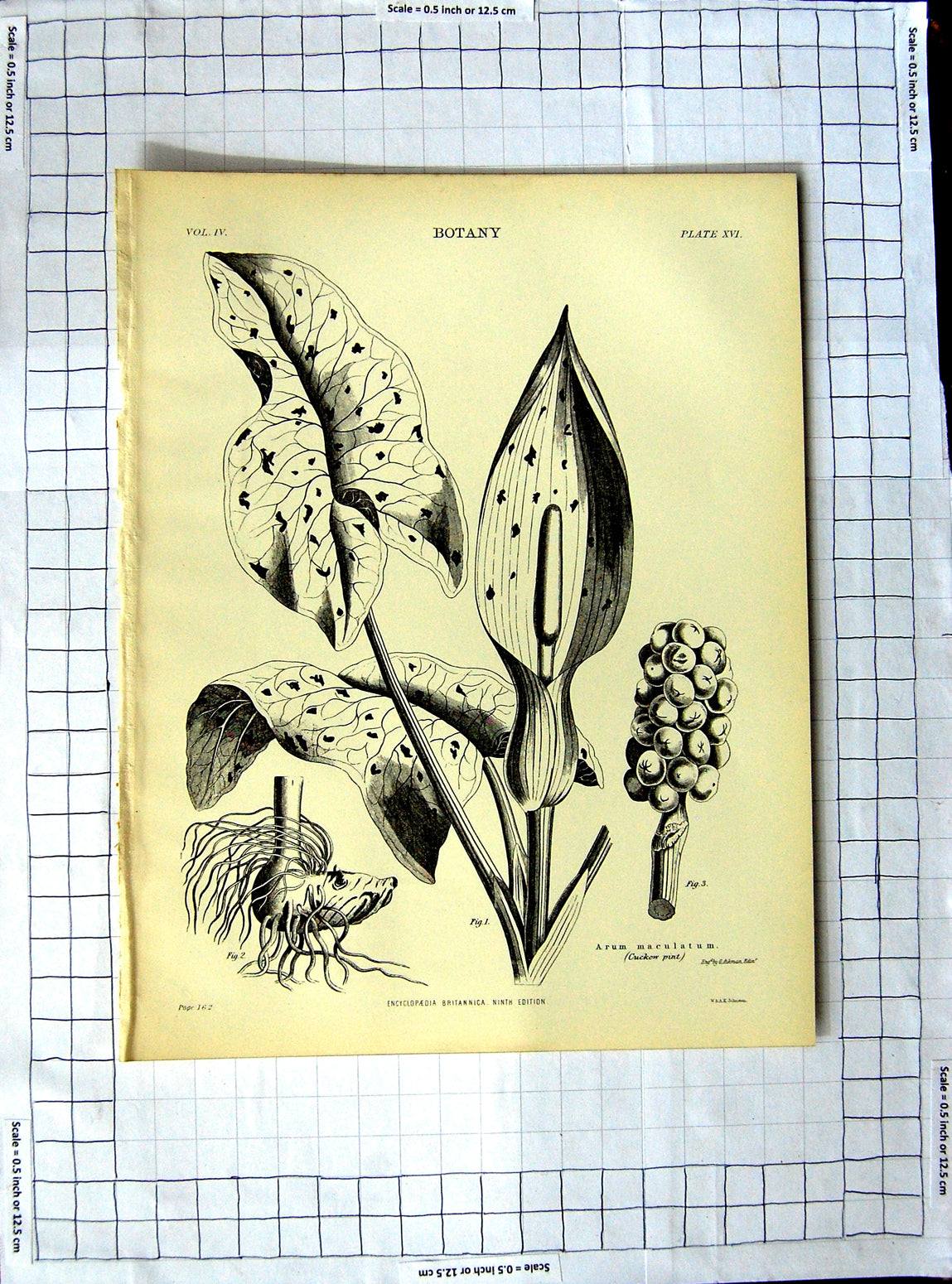 Old Antique Print Encyclopaedia Britannica Botany Bread-Fruit Tree Plants