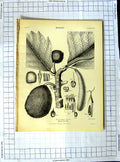 Original Old Antique Print Encyclopaedia Britannica Botany Tutsan Leaved Spurge