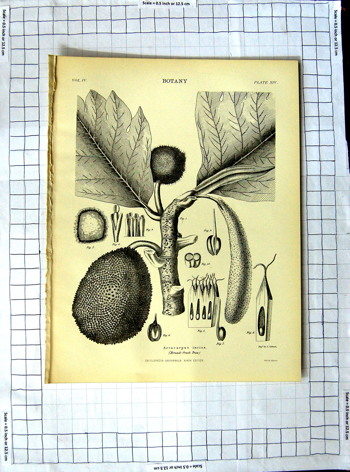 Original Old Antique Print Encyclopaedia Britannica Botany Tutsan Leaved Spurge