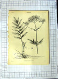Old Antique Print Encyclopaedia Britannica Botany Common Dandelion Plant