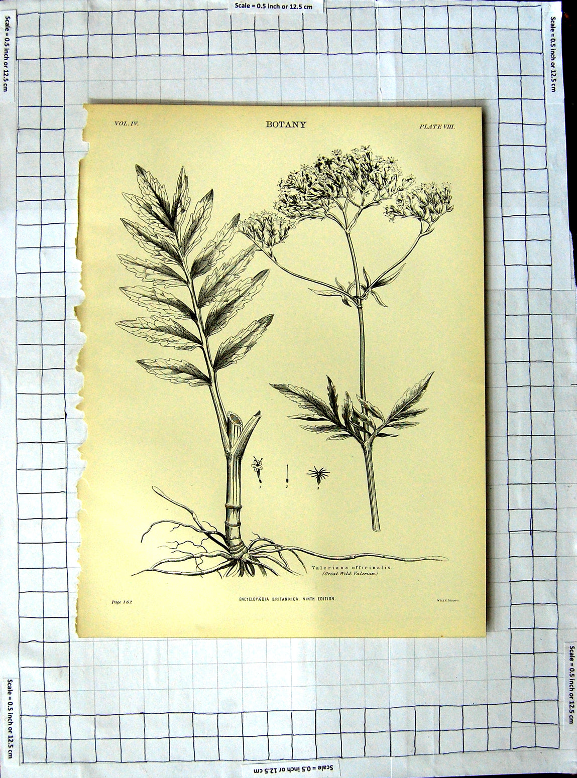 Old Antique Print Encyclopaedia Britannica Botany Common Dandelion Plant