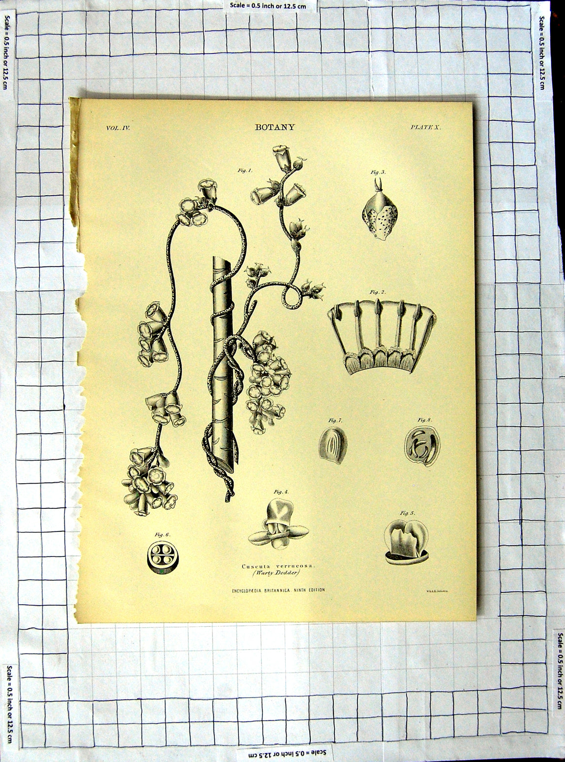 Old Antique Print Encyclopaedia Britannica Botany Purple Foxglove Flowers