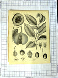 Old Antique Print Encyclopaedia Britannica Botany Hemlock Water Dropwort