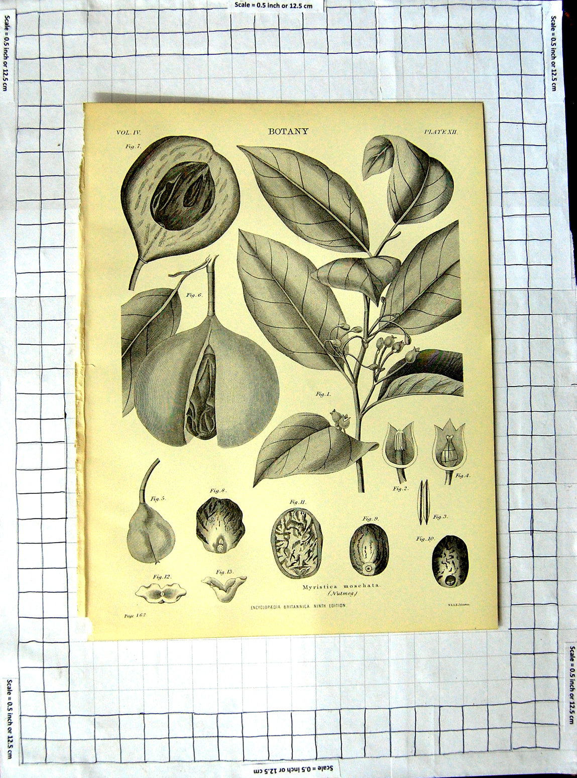 Old Antique Print Encyclopaedia Britannica Botany Hemlock Water Dropwort