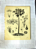 Original Old Antique Print Encyclopaedia Britannica Botany Common Broom Plants