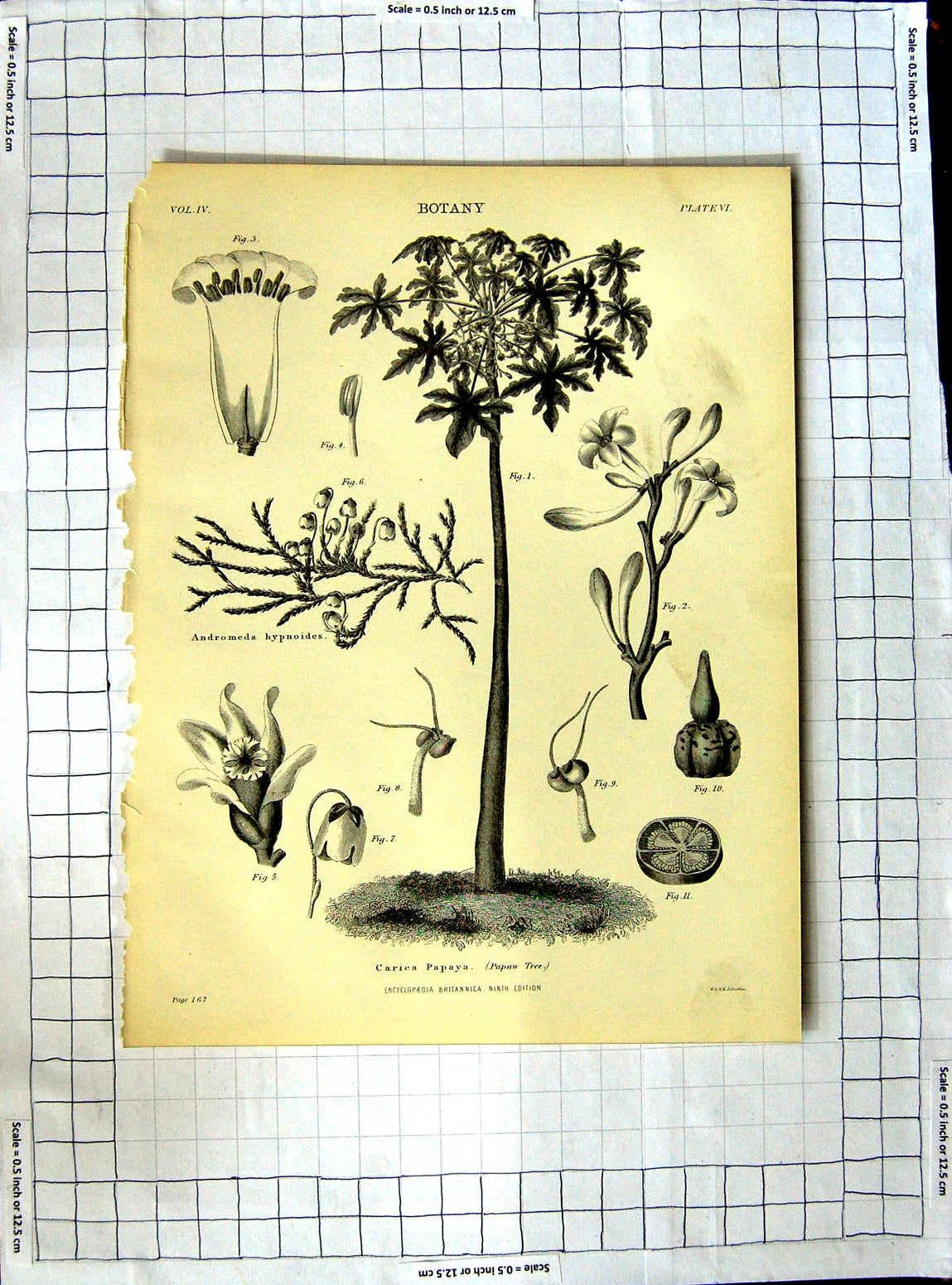 Original Old Antique Print Encyclopaedia Britannica Botany Common Broom Plants