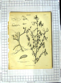Old Antique Print Encyclopaedia Britannica Botany Plants Cashew Nut Tree