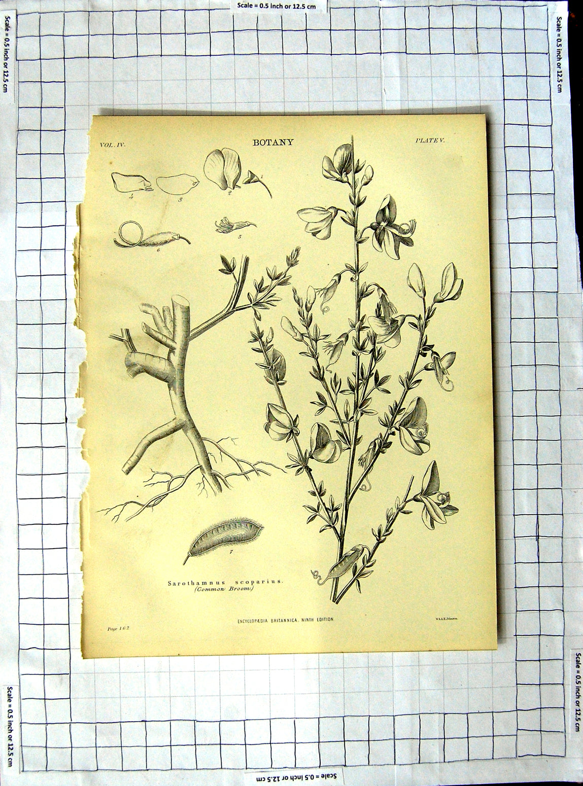 Old Antique Print Encyclopaedia Britannica Botany Plants Cashew Nut Tree