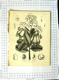 Old Antique Print Encyclopaedia Britannica Botany Common Mallow Flowers