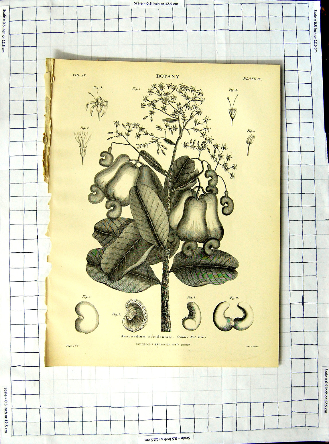 Old Antique Print Encyclopaedia Britannica Botany Common Mallow Flowers