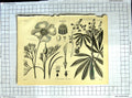 Original Old Antique Print Encyclopaedia Britannica Botany Rhoeas Poppy Flowers