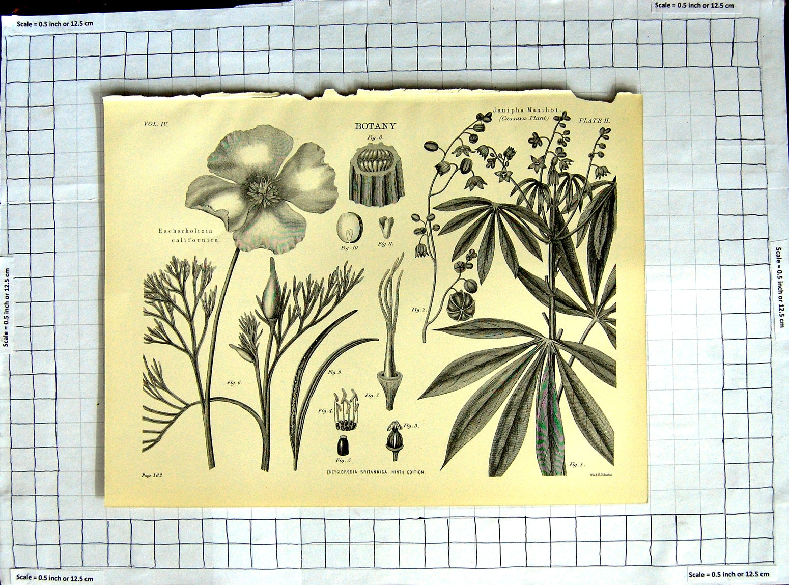 Original Old Antique Print Encyclopaedia Britannica Botany Rhoeas Poppy Flowers