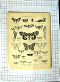 Original Old Antique Print Encyclopaedia Britannica London Bridge Engineering
