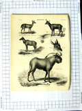 Old Antique Print Encyclopaedia Britannica Antelope Bok Algazel Prongbuck