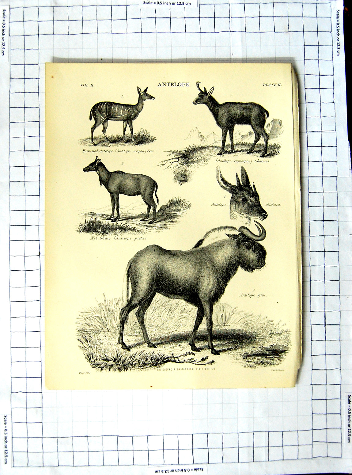 Old Antique Print Encyclopaedia Britannica Antelope Bok Algazel Prongbuck