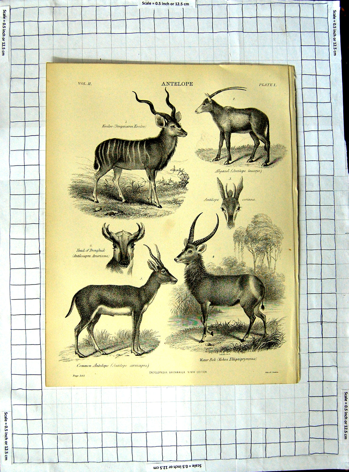 Old Antique Print Encyclopaedia Britannica Agriculture Romney Sheep Pig