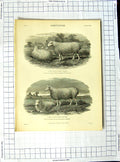 Old Antique Print Encyclopaedia Britannica Agriculture Cheviot Sheep Lamb
