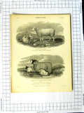 Original Old Antique Print Encyclopaedia Britannica Agriculture Bull Ewe Sheep