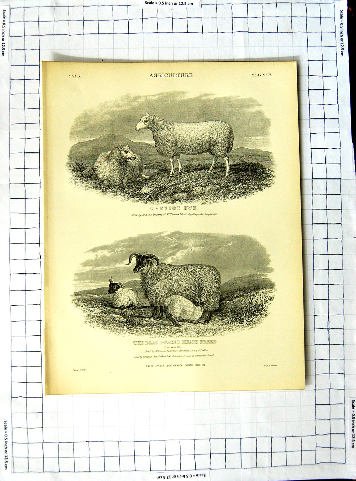 Original Old Antique Print Encyclopaedia Britannica Agriculture Bull Ewe Sheep