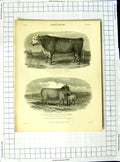 Old Antique Print Encyclopaedia Britannica Agriculture Bull Cow Pheonix