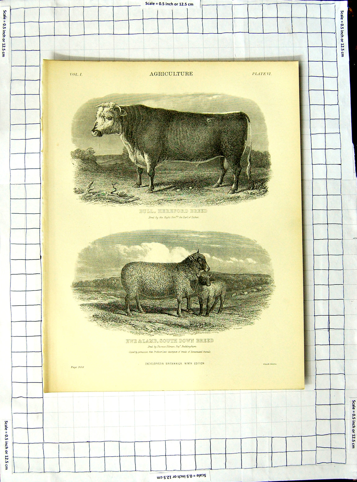 Old Antique Print Encyclopaedia Britannica Agriculture Bull Cow Pheonix