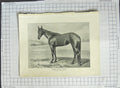 Original Old Antique Print Horse American Trotter Sunol Bonner
