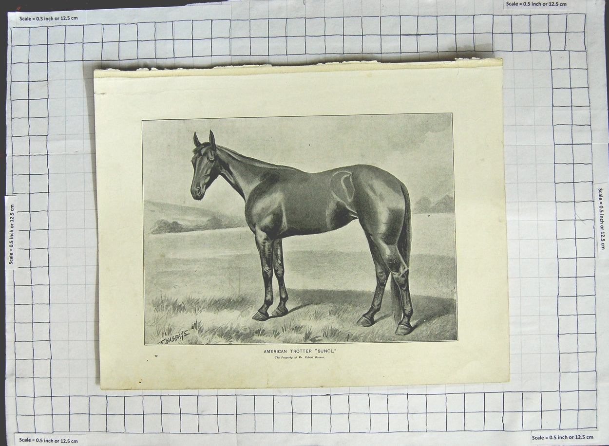 Original Old Antique Print Horse American Trotter Sunol Bonner