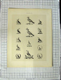 Original Old Antique Print A Plate Heraldry Crests C1790-C1900 Winged Birds