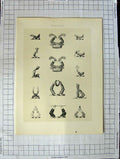 Original Old Antique Print A Plate Heraldry Crests C1790-C1900 Hands Feathers