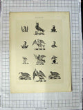 Original Old Antique Print A Plate Heraldry Crests C1790-C1900 Wild Birds Crown