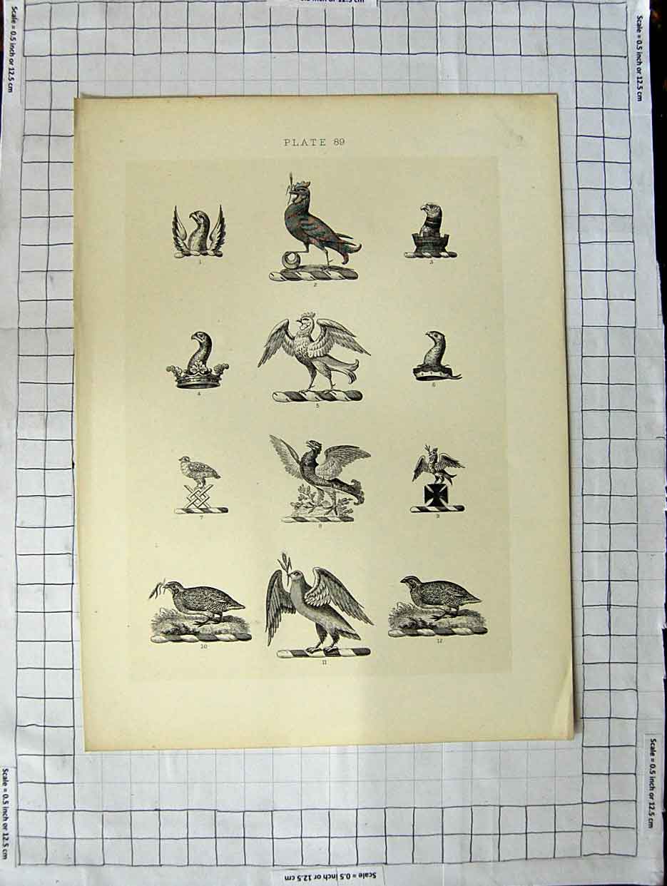 Original Old Antique Print A Plate Heraldry Crests C1790-C1900 Wild Birds Crown