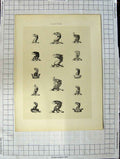Old Antique Print Ref.399 A Heraldry Crests C1790-C1900 Wild Birds Heads