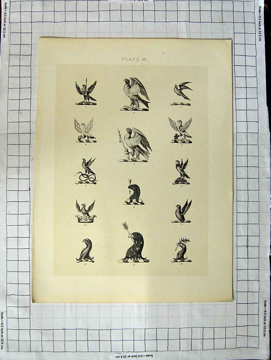 Original Old Antique Print Ref.400 A Heraldry Crests C1790-C1900 Winged Birds
