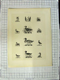 Original Old Antique Print A Plate Heraldry Crests C1790-C1900 Ducks Wild Birds