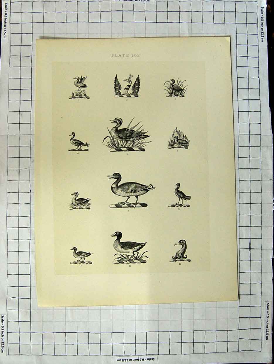 Original Old Antique Print A Plate Heraldry Crests C1790-C1900 Ducks Wild Birds