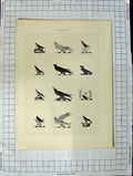 Original Old Antique Print Ref.408 A Heraldry Crests C1790-C1900 Wild Birds