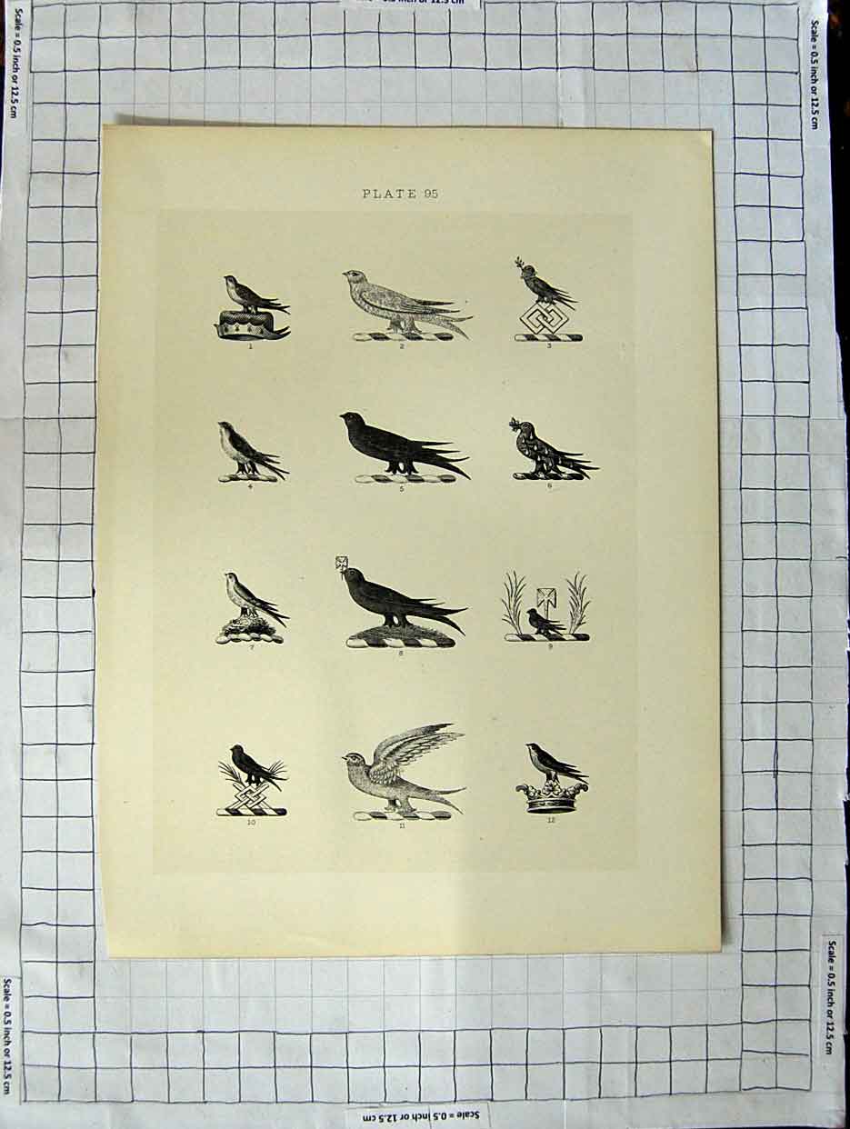 Original Old Antique Print Ref.408 A Heraldry Crests C1790-C1900 Wild Birds