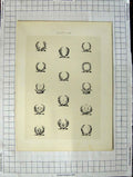 Original Old Antique Print A Plate Heraldry Crests C1790-C1900 Head Garlands