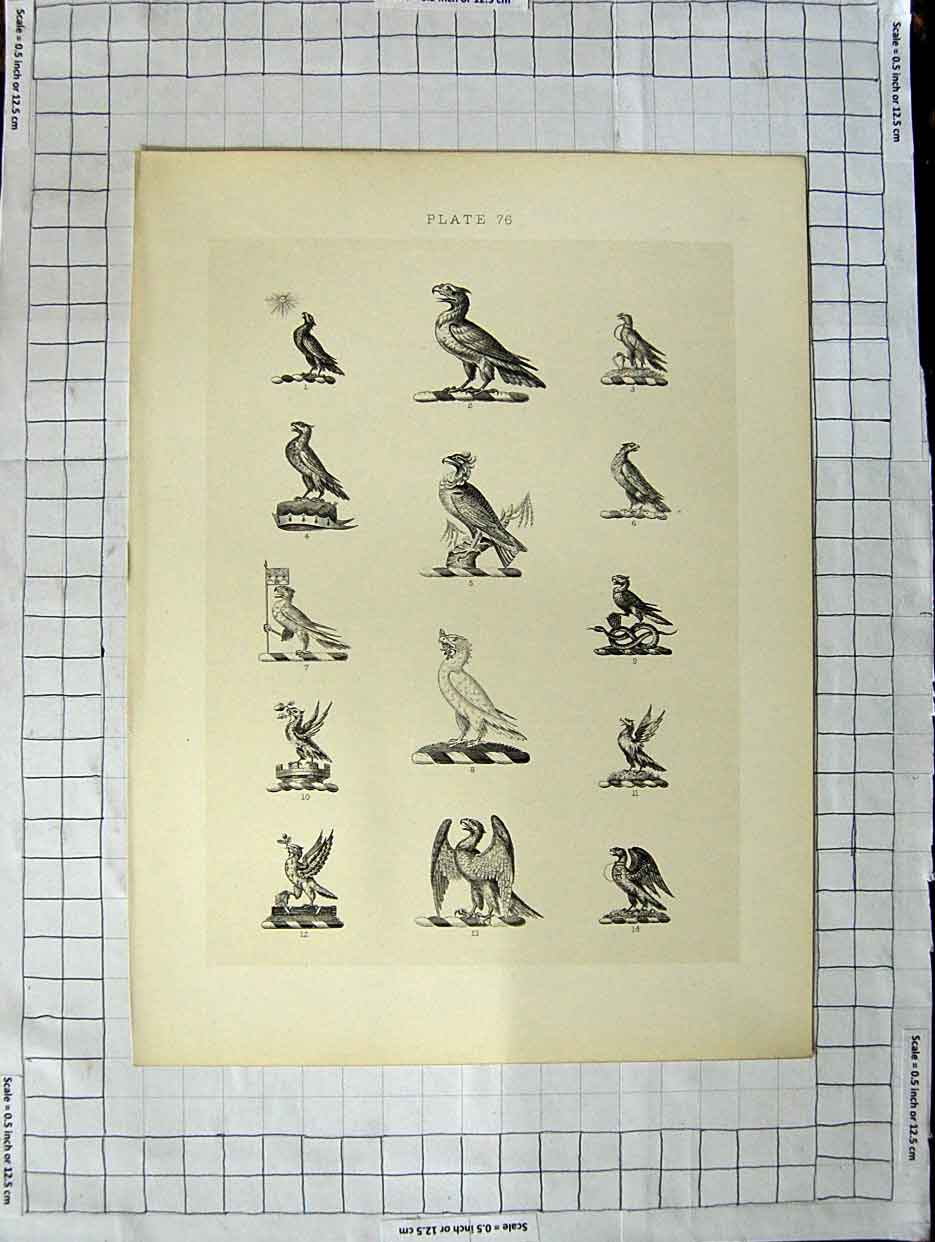 Original Old Antique Print Ref.418 A Heraldry Crests C1790-C1900 Winged Birds